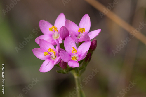 Canvas Print Close up image of a Common Centuary.