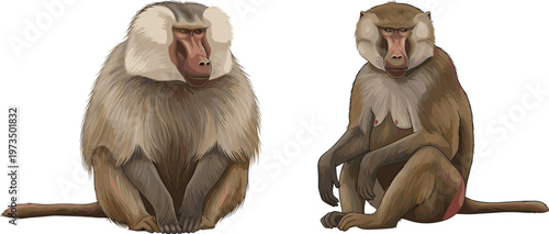 Realistic Baboon Illustration Set Featuring Sitting Baboons for Wildlife, Animal, and Nature-Themed Designs, Vector Art for Digital and Print Projects