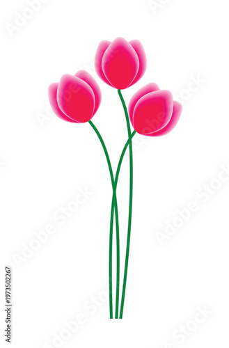 Three vibrant pink tulips blooming beautifully