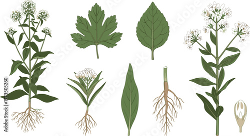 Botanical plant anatomy illustration with leaves flowers roots and stems detailed herb structure study scientific botany vector illustration set