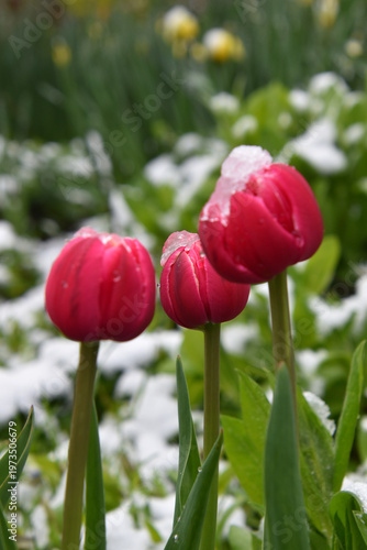 Tulips in the garden in spring, Sainte-Apolline, Québec, Canada