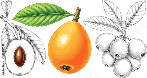 Tableau sur toile Tropical Fruit Set with Loquat, Longan, and Leaf Illustrations for Botanical, Fo