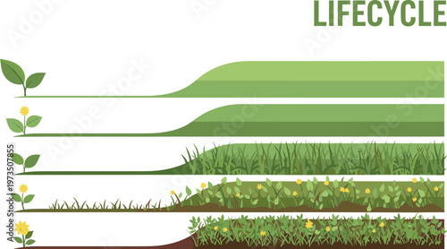 Plant lifecycle stages illustration showing seed germination growth vegetation maturity and layered ecosystem development process in nature vector diagram