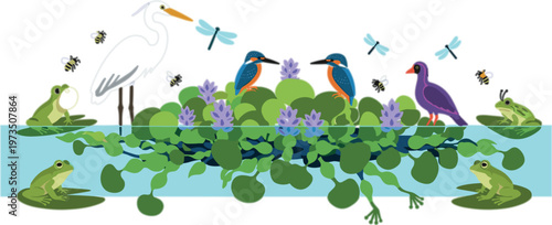 Pond ecosystem with water hyacinth frogs birds insects and aquatic wildlife showing biodiversity and natural habitat scene vector illustration