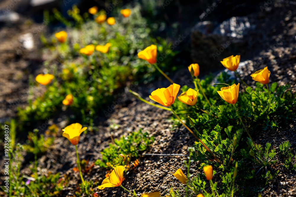 Obraz premium Mexican Gold Poppy Bloom in Saguaro National Park Arizona