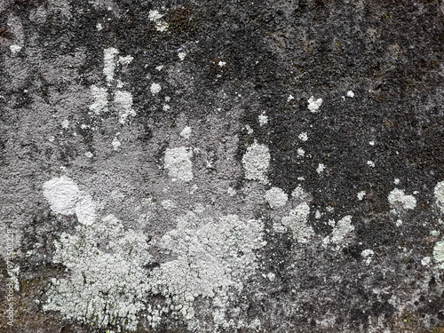 Lichen on Concrete Wall Texture Grunge Gray Background