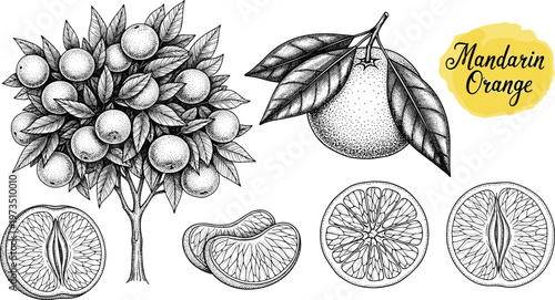 Vintage mandarin orange tree engraving vector set. Hand drawn citrus tree with fruits, slices and leaves. Botanical monochrome illustration for packaging and food design.