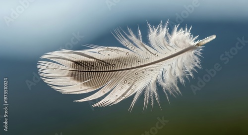 Single white feather floating gently.