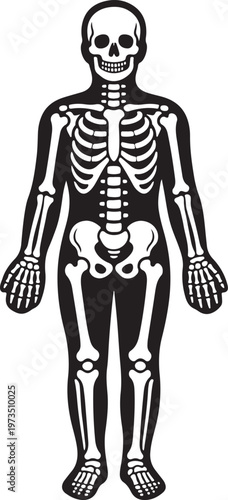  Human circulatory system in the upper body