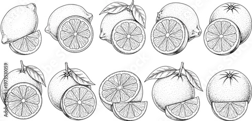 Vintage citrus slices engraving vector set. Hand drawn lemons and oranges with detailed cross sections. Botanical monochrome illustration for food packaging and design.