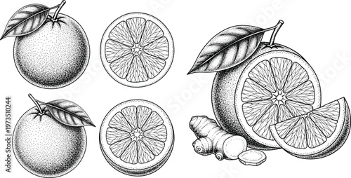 Vintage yuzu citrus engraving vector set. Hand drawn Japanese citrus fruit with slices and leaves. Botanical monochrome illustration for food packaging and herbal design.