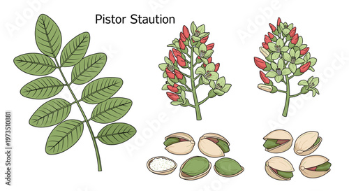 A meticulous botanical illustration displays the various life stages of a pistachio plant including lush green leaves and clusters of delicate pink blossoms.