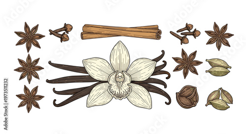 A meticulous color illustration displays a central white vanilla orchid flower accompanied by aromatic cinnamon sticks, dark pods, star anise, and various fragrant spices.