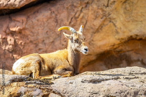 Desert Bighorn Sheep Resting on Rocky Ledge Close Up