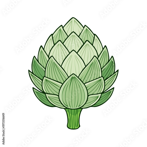 Fresh green artichoke vegetable illustration with detailed layered petals and stem