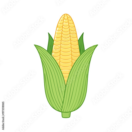 Fresh Golden Ear of Corn Wrapped in Green Leaves Illustration