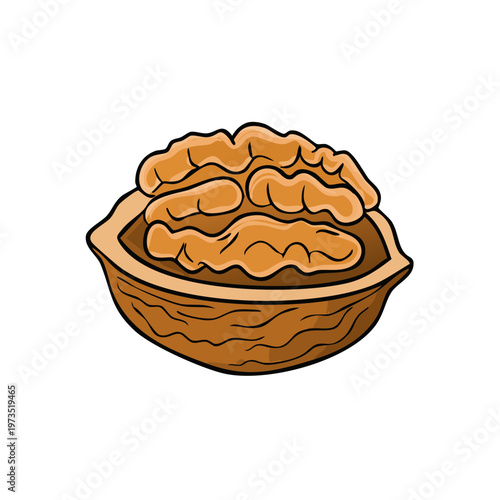 Hand Drawn Illustration of a Single Walnut Halved Showing Detailed Kernel Inside