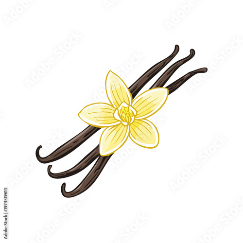 Vanilla flower and pods isolated on white background, a delicate botanical illustration for flavoring and fragrance