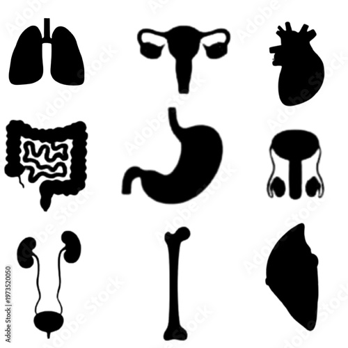Silhouette of Human Internal Organs.