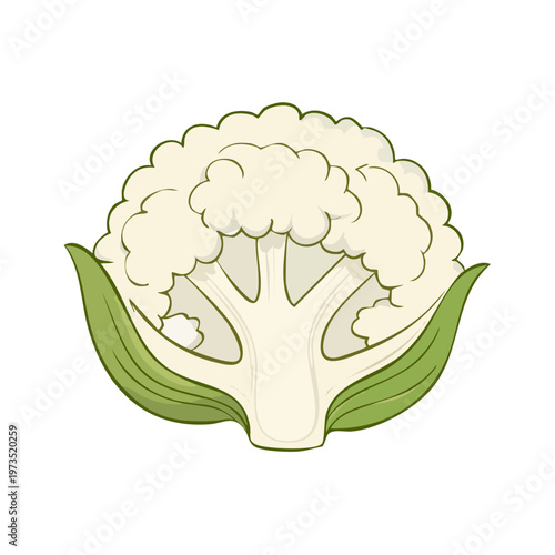 Fresh Cauliflower Half Cut Isolated Illustration Healthy Organic Vegetable Food Ingredient