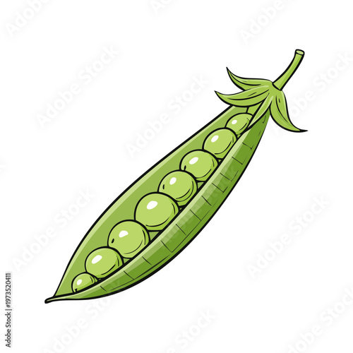 Open green pea pod with plump seeds illustration