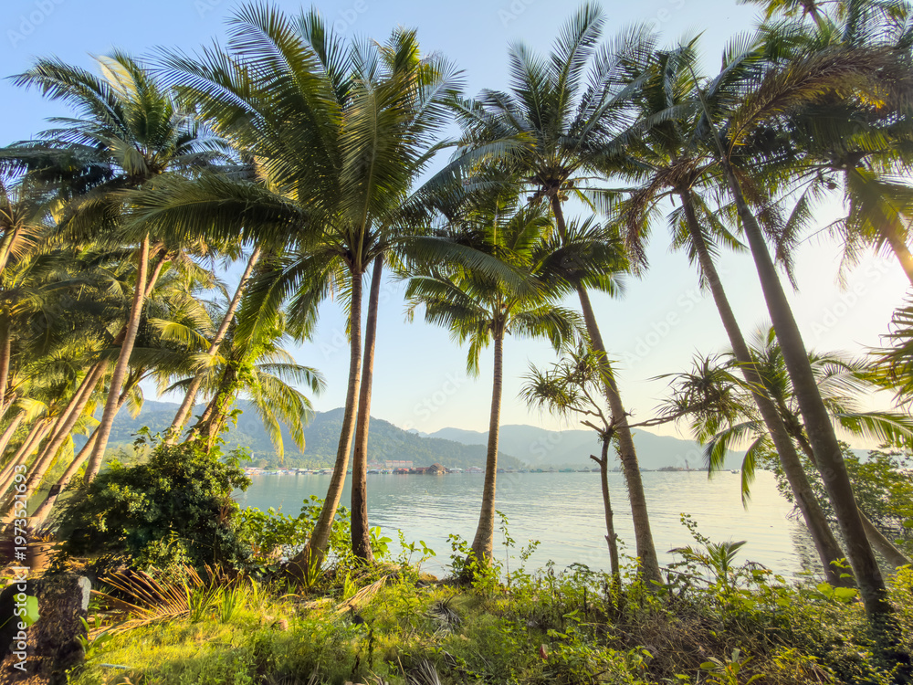 Fototapeta premium Scenic concrete path through coconut palm trees by the beach. Tropical island lifestyle and travel.