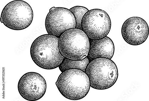 Cranberry. Handful of berries. Isolated ink sketch. Hand-drawn vintage engraving illustration.