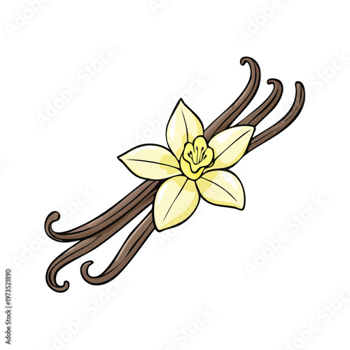 Vanilla Bean Pods and Flower Hand Drawn Illustration Isolated