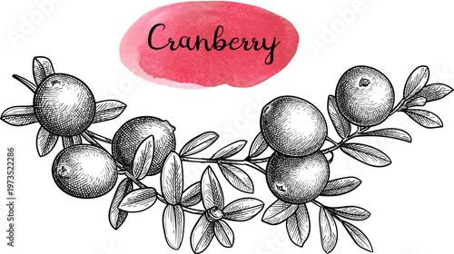 Cranberry sprig with berries and leaves. Isolated ink sketch. Hand drawn vintage engraving illustration.