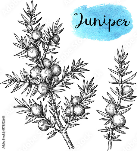 Hand-drawn juniper branches with berries and needles. Ink sketch. Botanical style engraving illustration of aromatic plant. Isolated natural herbal element.