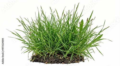 A vibrant clump of fresh green grass with visible soil isolated on a pure white background perfect for gardening nature and environmental design projects
