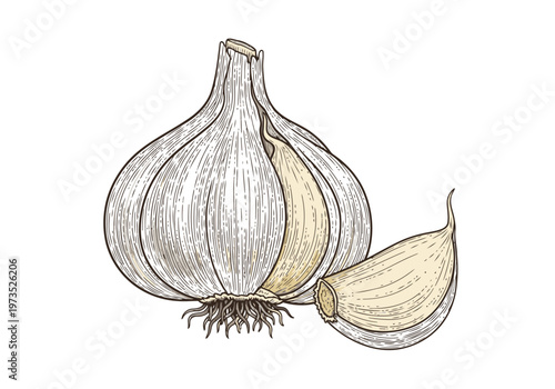 Garlic bulb and clove illustration for food and cooking design