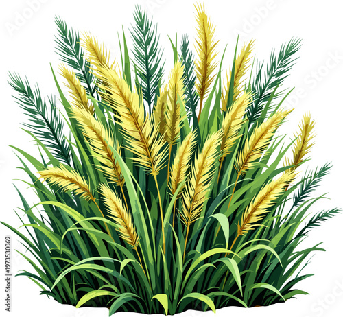 Green pampas grass bush isolated on white background, ornamental decorative plant illustration