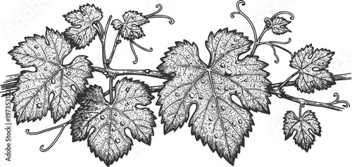 grapevine branch with detailed leaves and tendrils botanical illustration with natural texture and veins