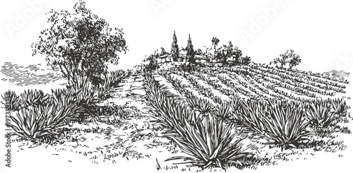 agave field landscape with plants on hillside and countryside village in the distance