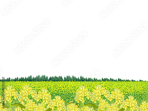 菜の花畑の壁紙