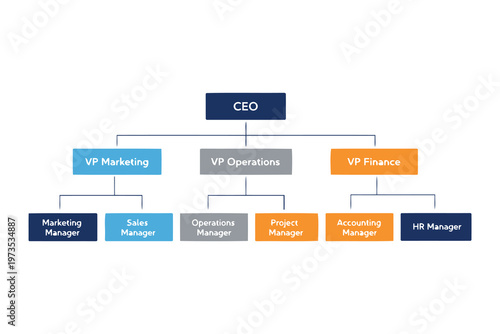 Organizational chart showing ceo and vice presidents reporting structure Vector