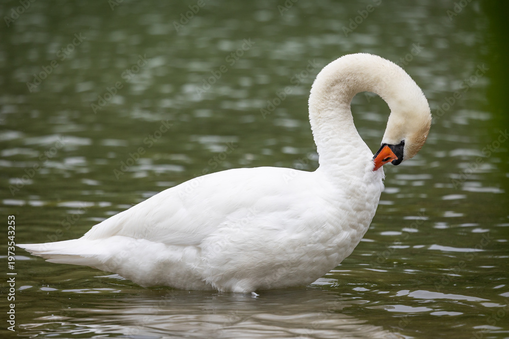 Fototapeta premium Łabędź niemy Cygnus olor