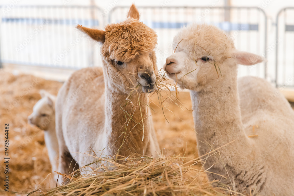 Naklejka premium Three alpacas eating hay together in a rustic barn setting, featuring two adults sharing dried grass, with a cute baby alpaca looking on from behind.