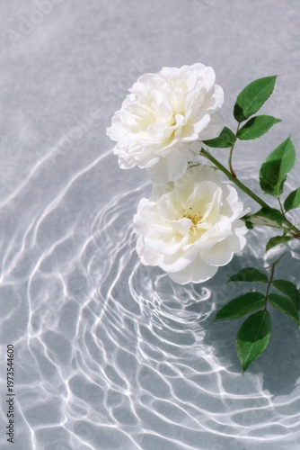 water ripples, white roses, on a gray background