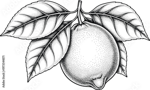 Detailed black and white botanical illustration of lemon fruit with stem and three leaves using fine stippling and shading artwork