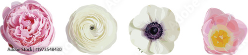 Vector illustration set of beautiful spring flowers featuring a pink peony white ranunculus anemone and a pink tulip isolated on a white background
