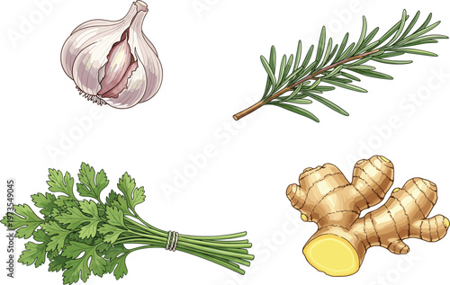 Vector illustration set of healthy kitchen ingredients featuring a fresh garlic bulb green rosemary sprig aromatic parsley bunch and sliced ginger root on white