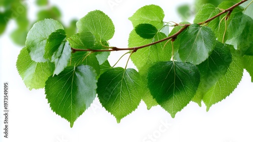 Vibrant Green Birch Leaves: Sunlit Branch with Lush Foliage