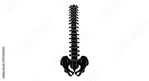 A black silhouette of a human spinal column and pelvic bones
