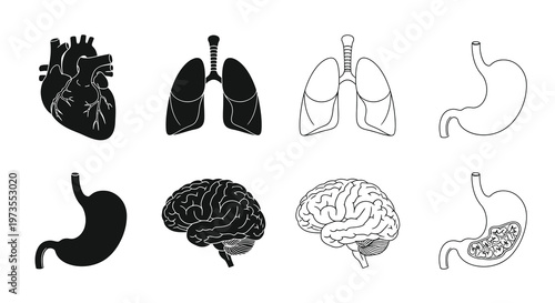 Anatomical illustration of human organs heart lungs brain stomach and intestines