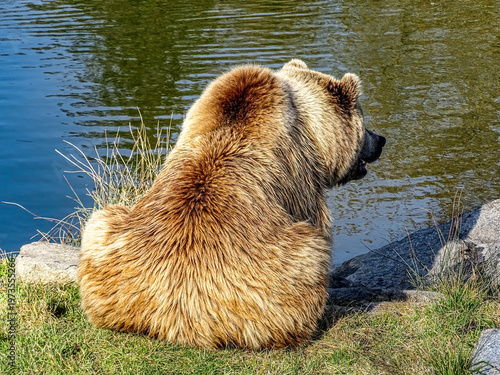 Bear at the Water's Edge