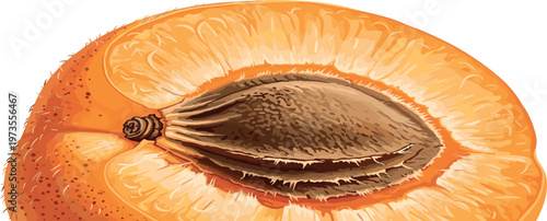 Apricot slice vector illustration with detailed seed and juicy pulp texture, macro view of fresh orange fruit isolated on white background
