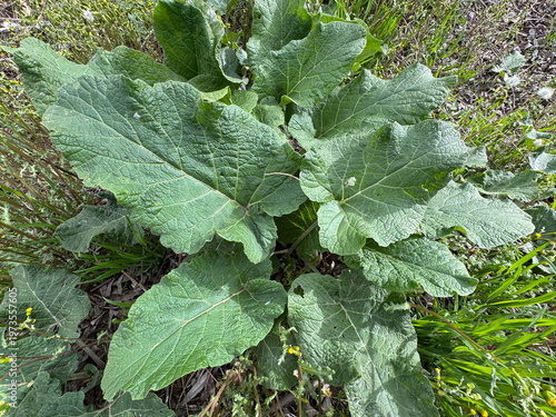 Εκτύπωση καμβά Greater burdock (Arctium lappa) with large textured green leaves growing in wild grass