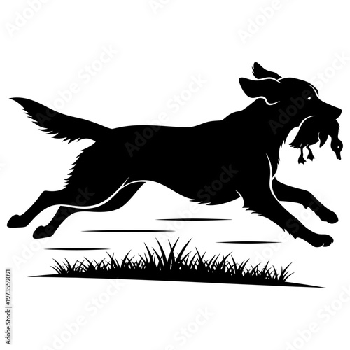 Silhouette of a powerful hunting dog, a retriever, gracefully running through the tall grass with a freshly caught duck in its mouth after a successful hunt.